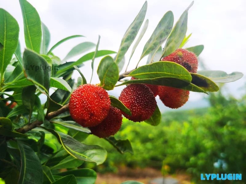 6月楊梅季，帶小朋友一起去楊梅園采摘楊梅 - 老陽(yáng)插件